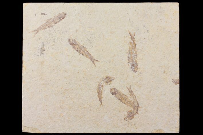Fossil Fish (Knightia) Multiple Plate - Wyoming #111250